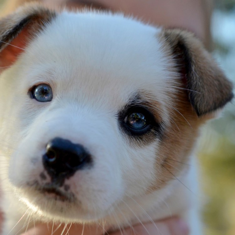 Милые щеночки