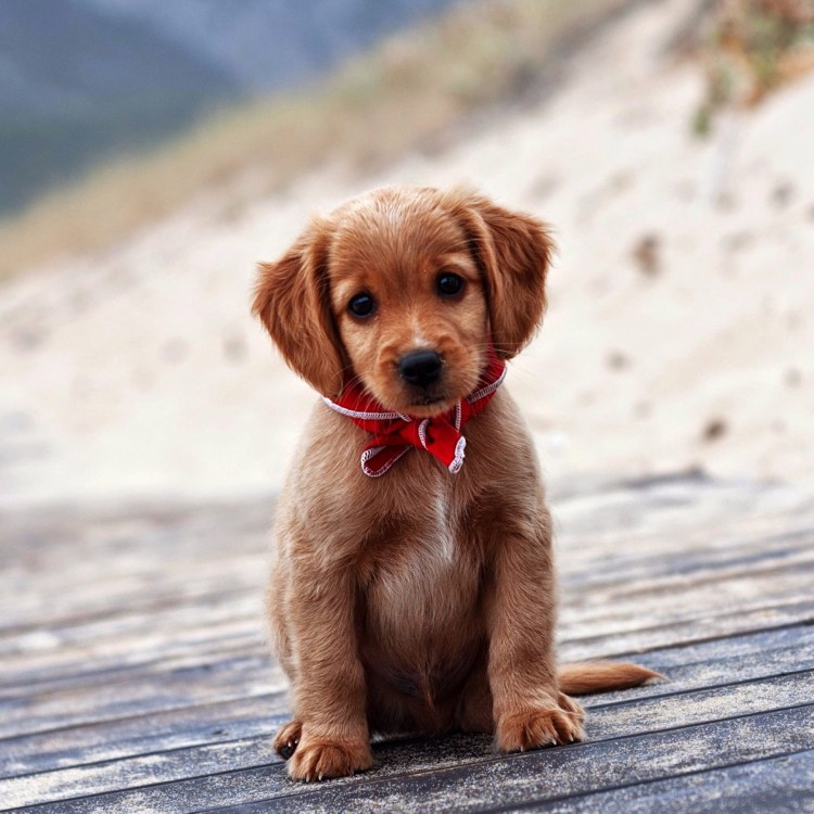 Японский померанский шпиц