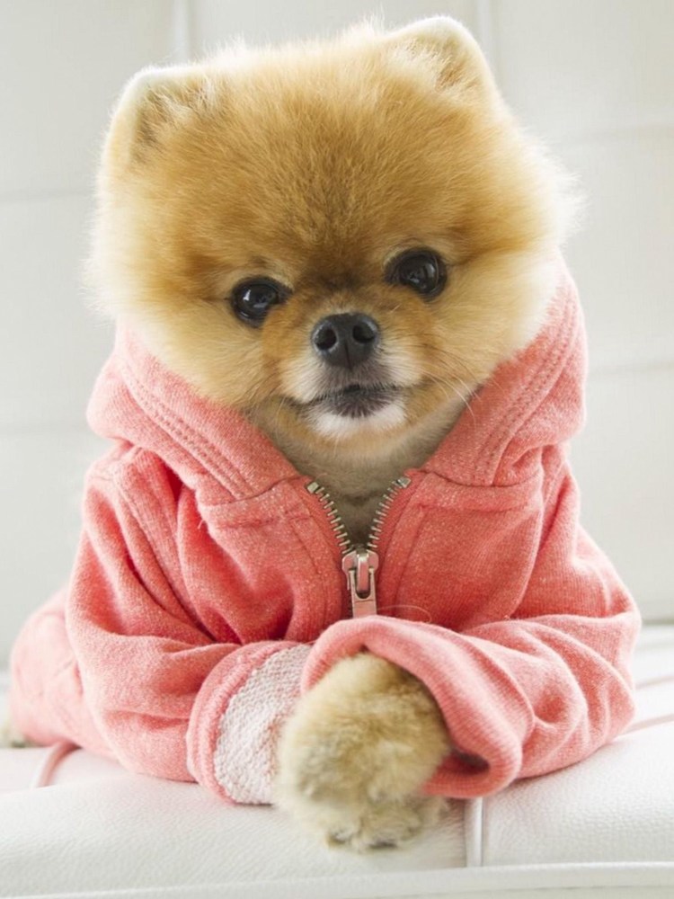 Милые собаки