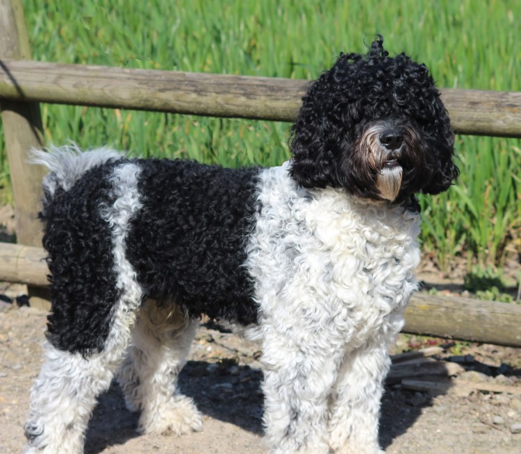 Бернедудель порода