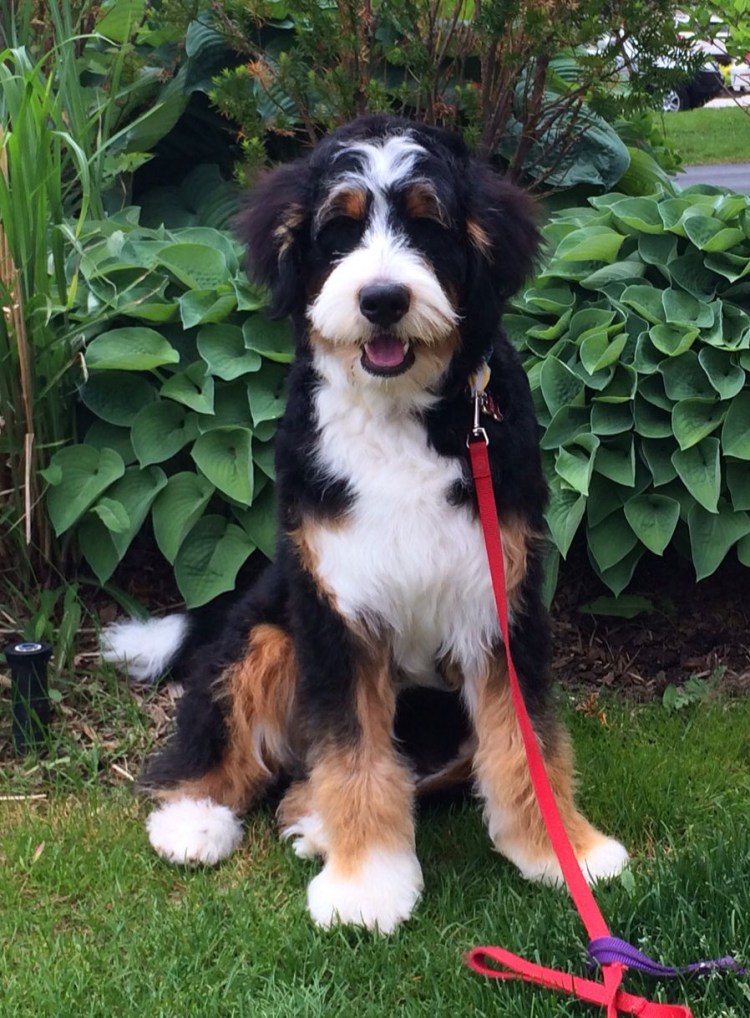 Mini Bernedoodle