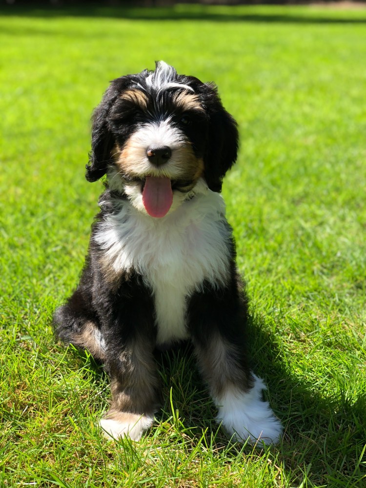 Мини бернедудель