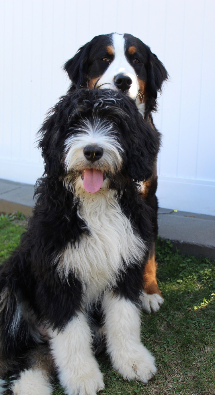 Бернедудель порода