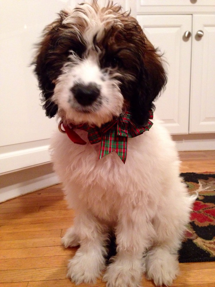 Испанская водяная собака породы собак Испании