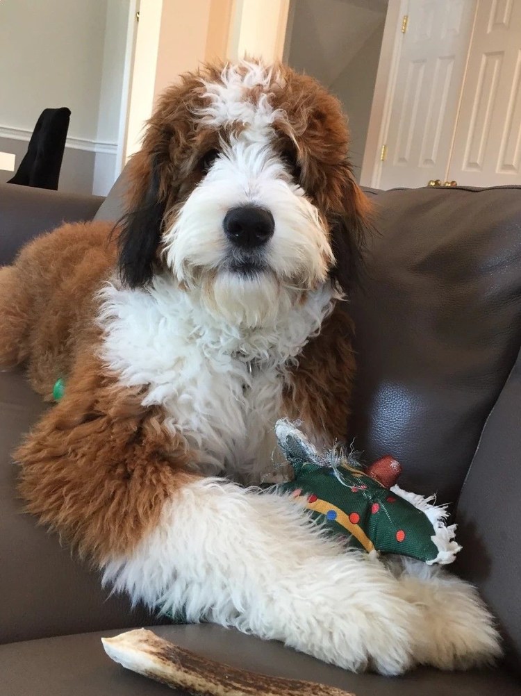 Бернедудель порода собак