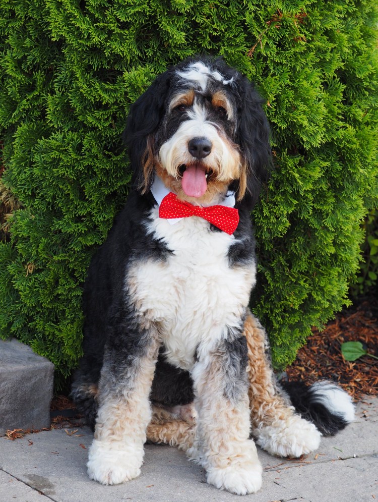 Бернадудль собака