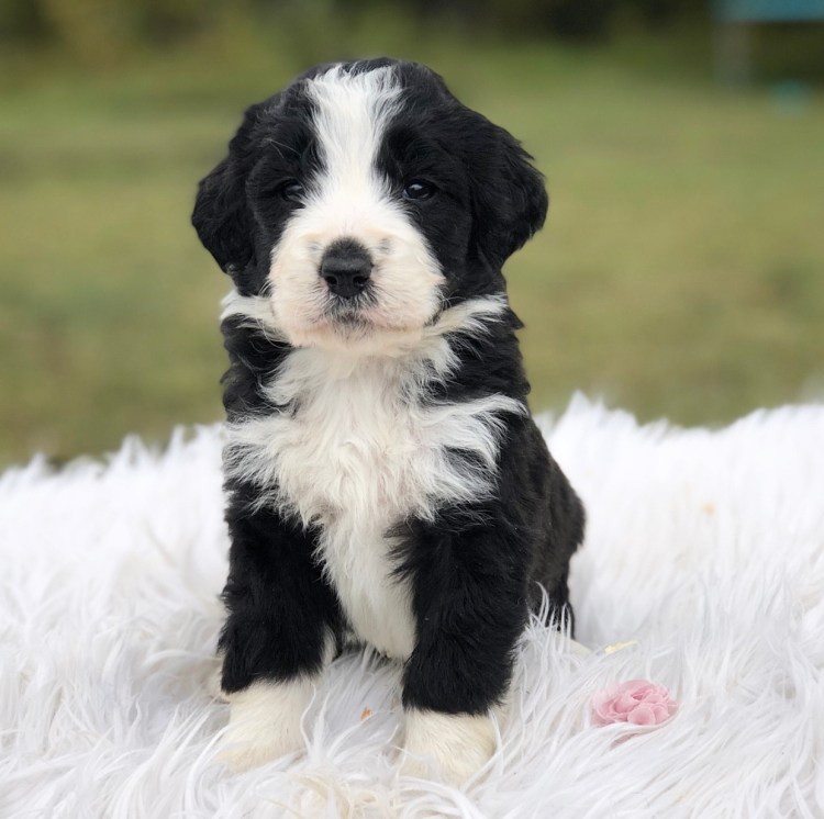 Bernedoodle порода