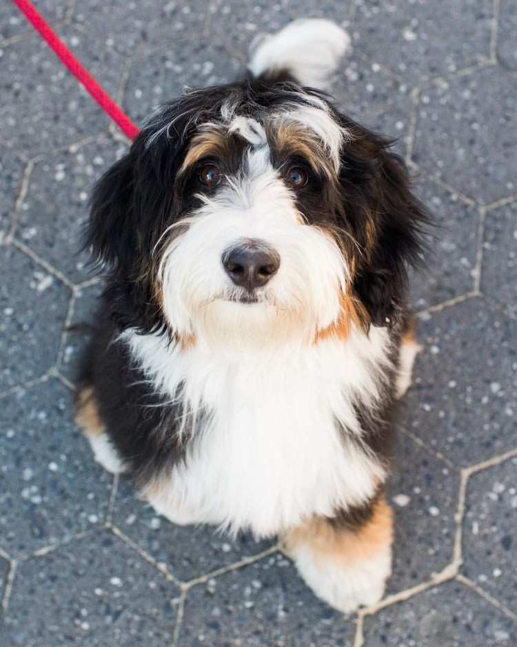 Собаки породы бернедудль