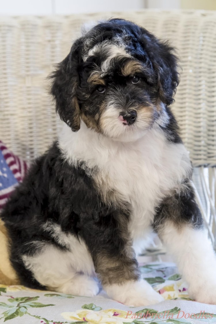 Лабрадудель гибрид