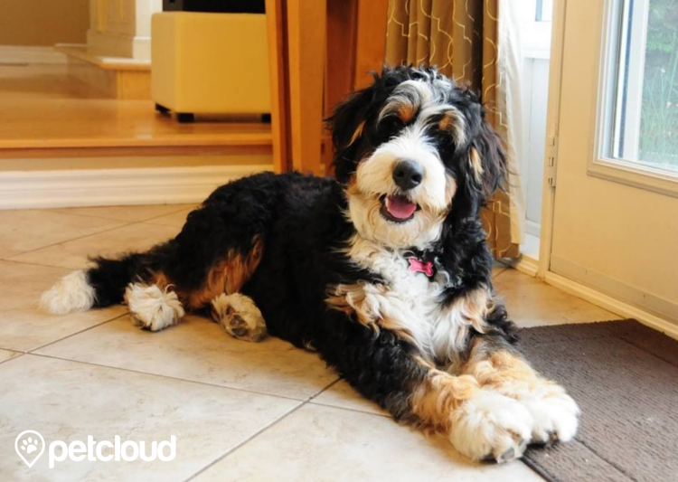 Бернедудель порода