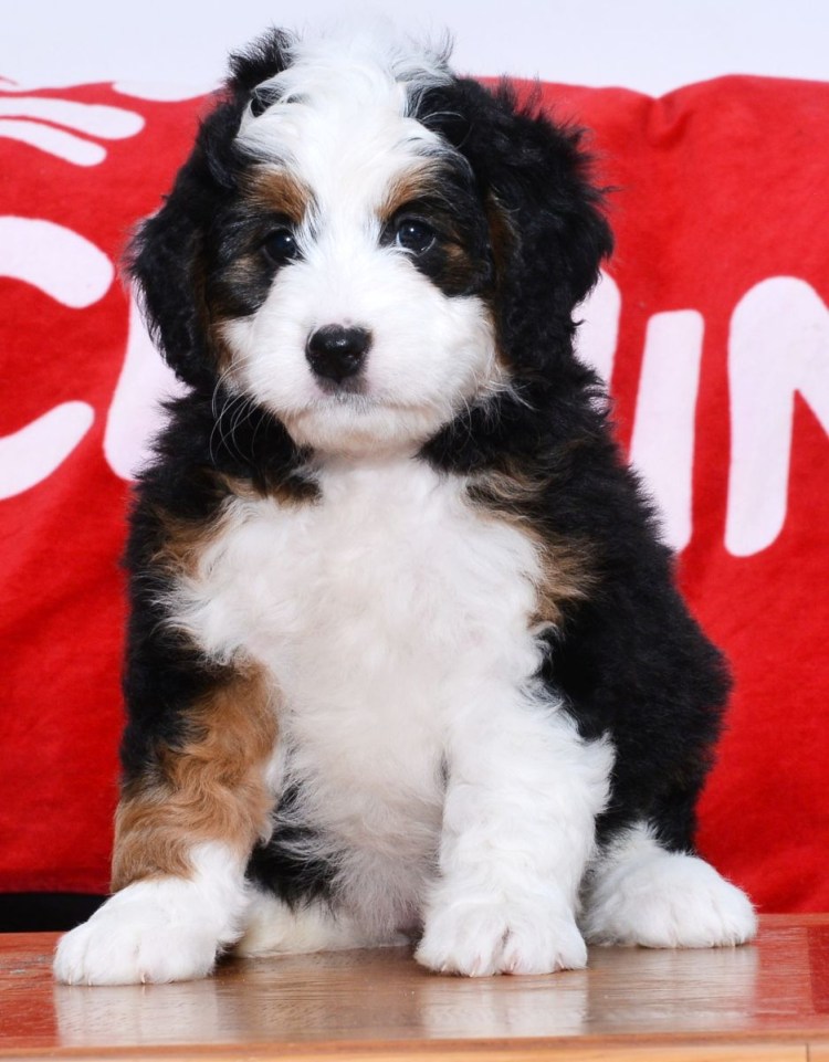 Лабрадудль питомник