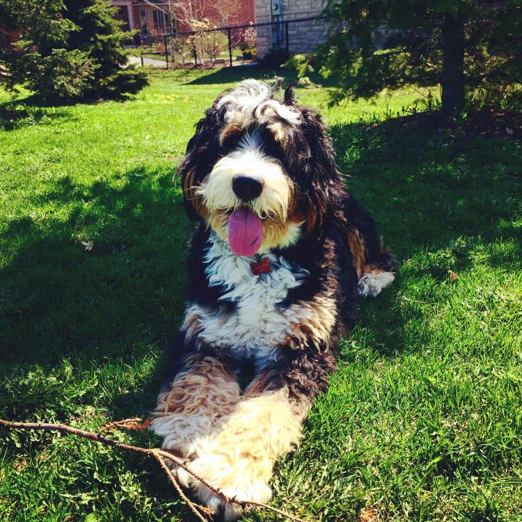 Бернский зенненхунд и пудель