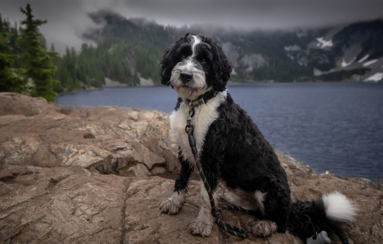 Bernedoodle порода собак