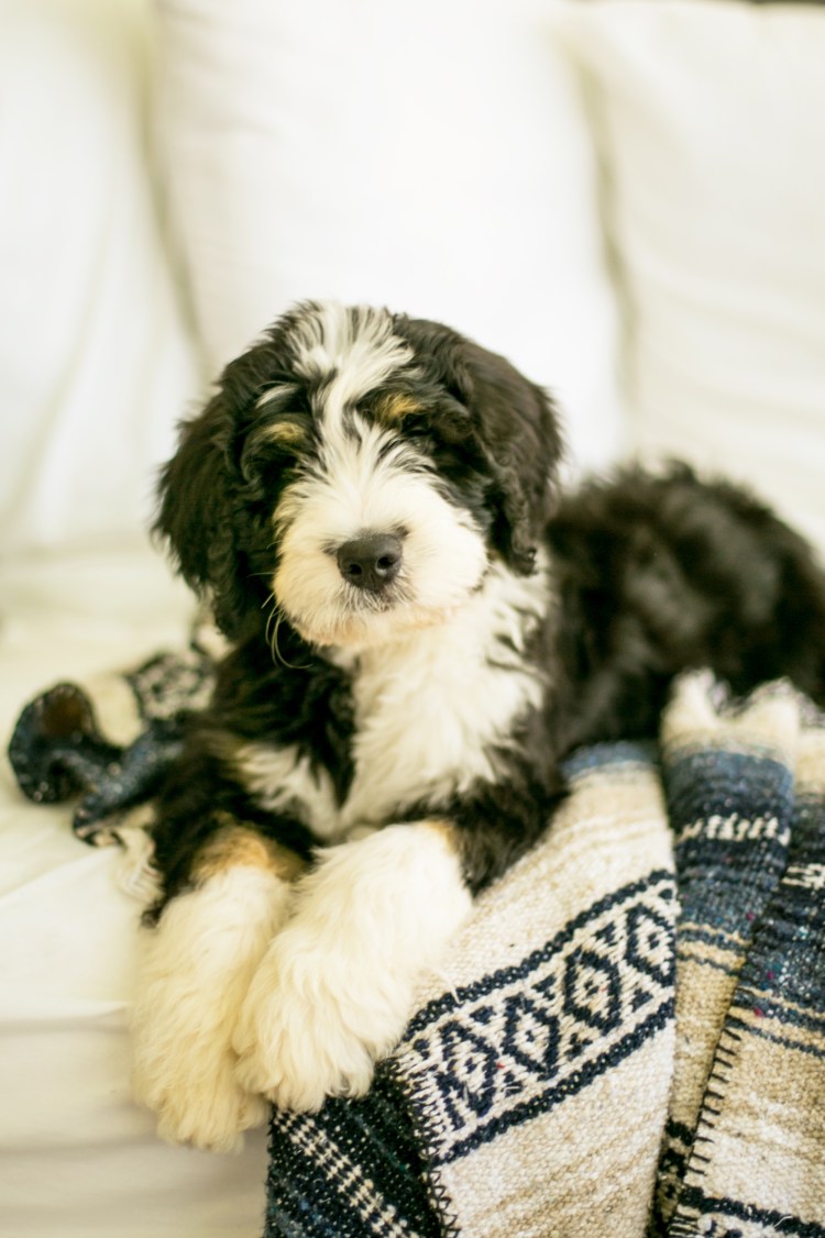 Бернадудль собака