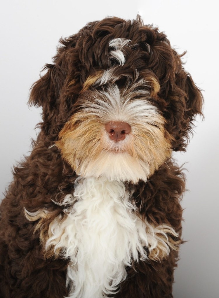 Пудель Сенбернар порода