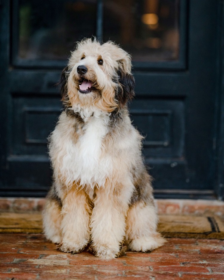 Bernedoodle порода