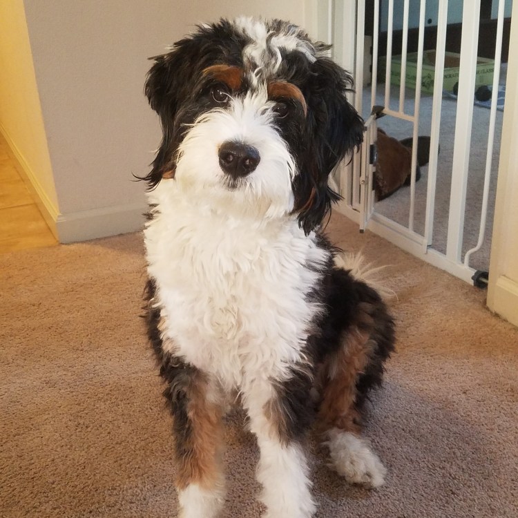 Барбет порода собак породы собак Франции