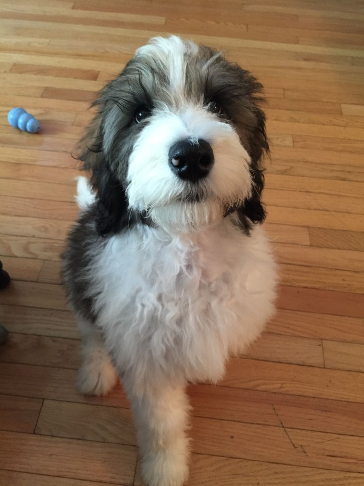 Бернедудель порода