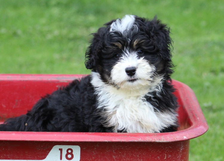 F1 Mini Bernedoodle