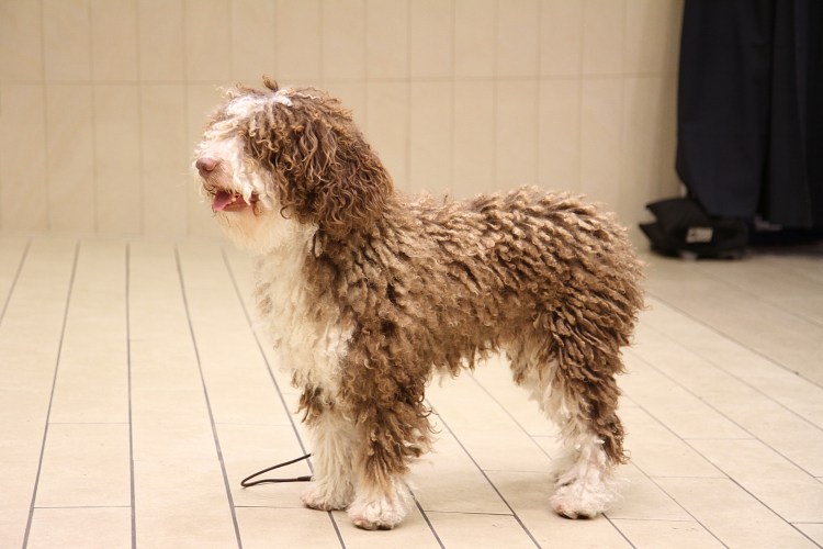 Бернедудель порода собак