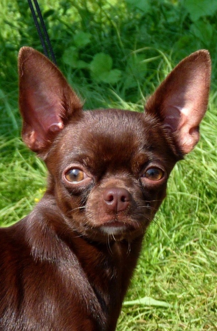 Чихуахуа шоколадный гладкошерстный
