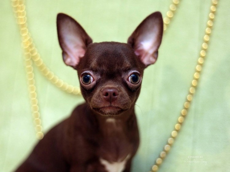 Чихуахуа шоколадный гладкошерстный