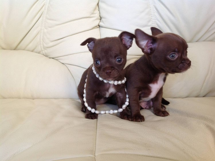 Чихуахуа мини шоколад