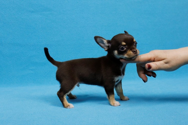 Чихуахуа кобби шоколадный