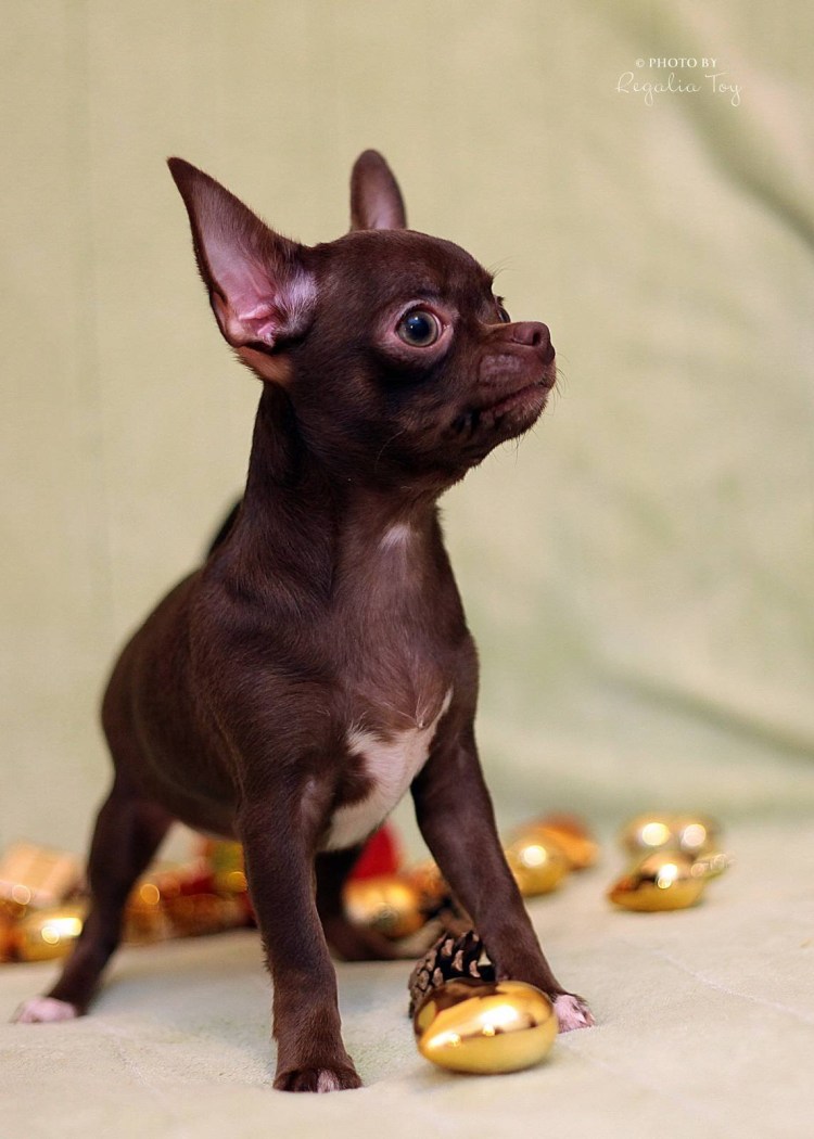 Чихуахуа мини шоколадный