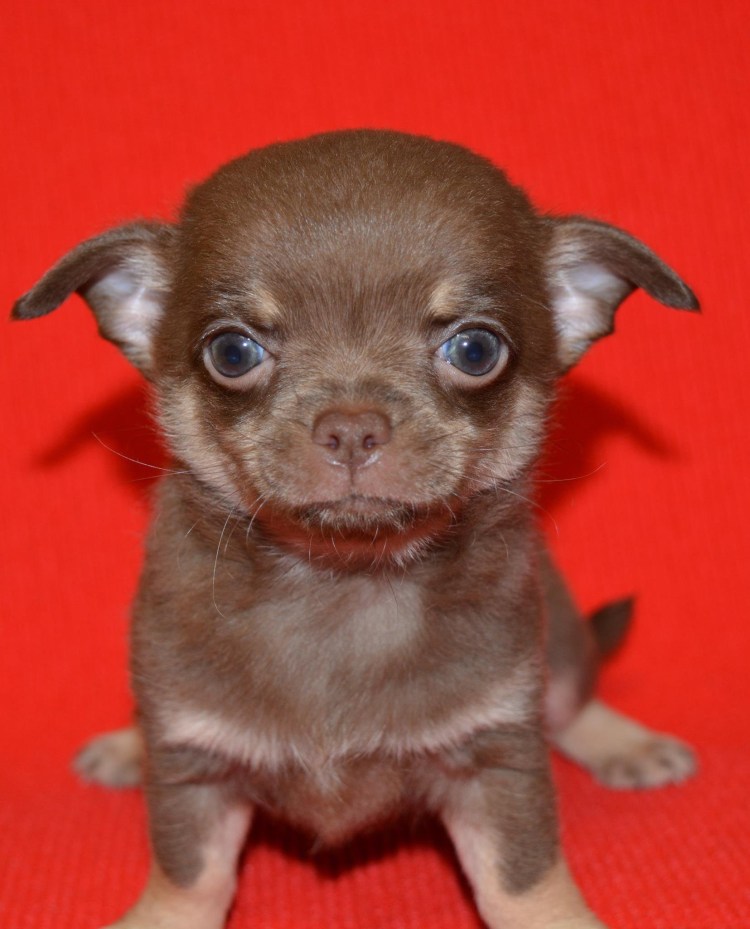 Чихуахуа длинношерстные