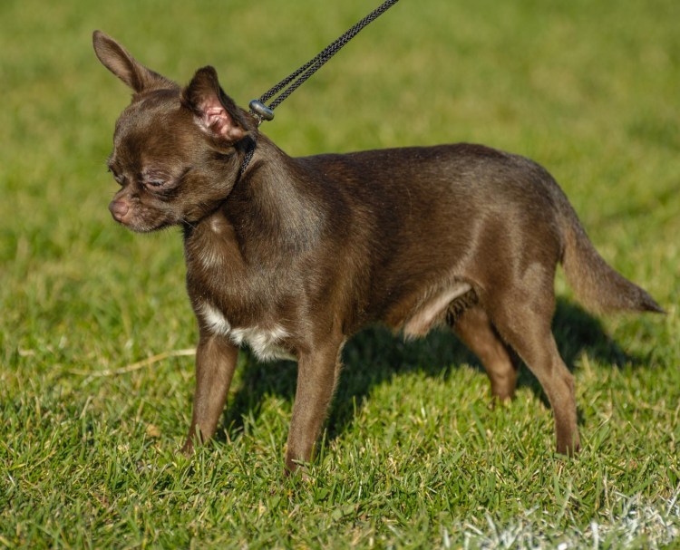 Чихуахуа шоколадный гладкошерстный