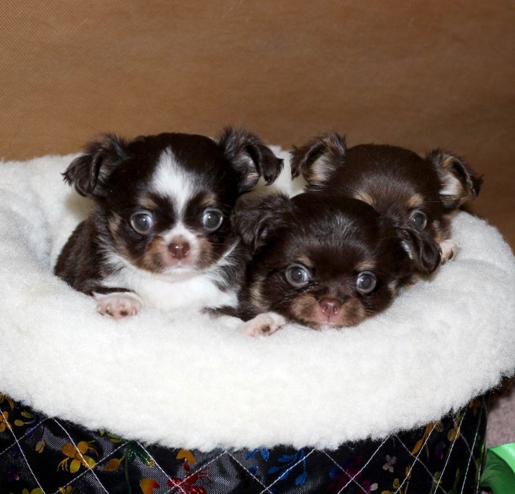 Чихуахуа гладкошерстные подпалый