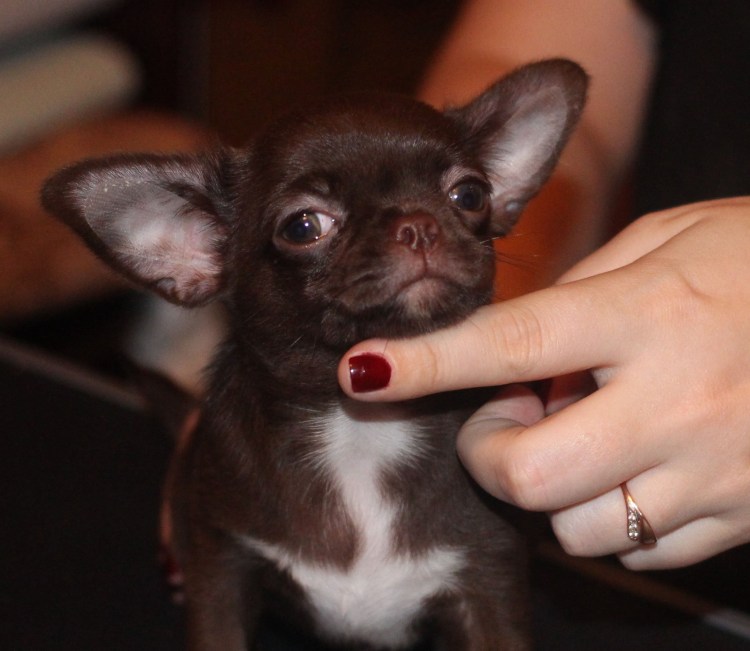 Чихуахуа шоколадно подпалый гладкошёрстный