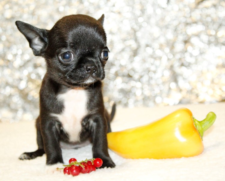 Каштановый чихуахуа