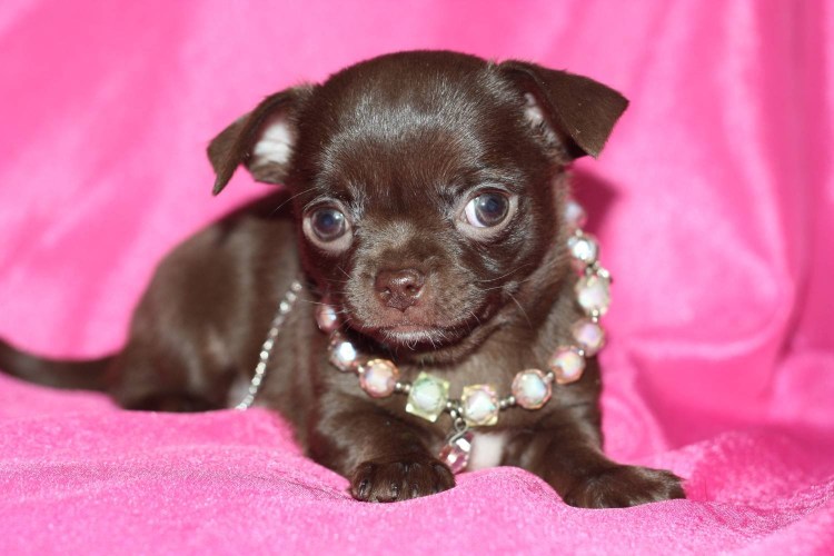 Шоколадно подпалый чихуахуа