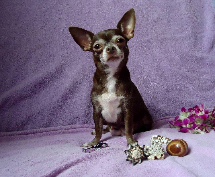 Гладкошерстный чихуахуа Мерле