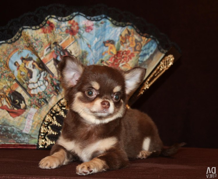 Чихуахуа ДШ шоколадный