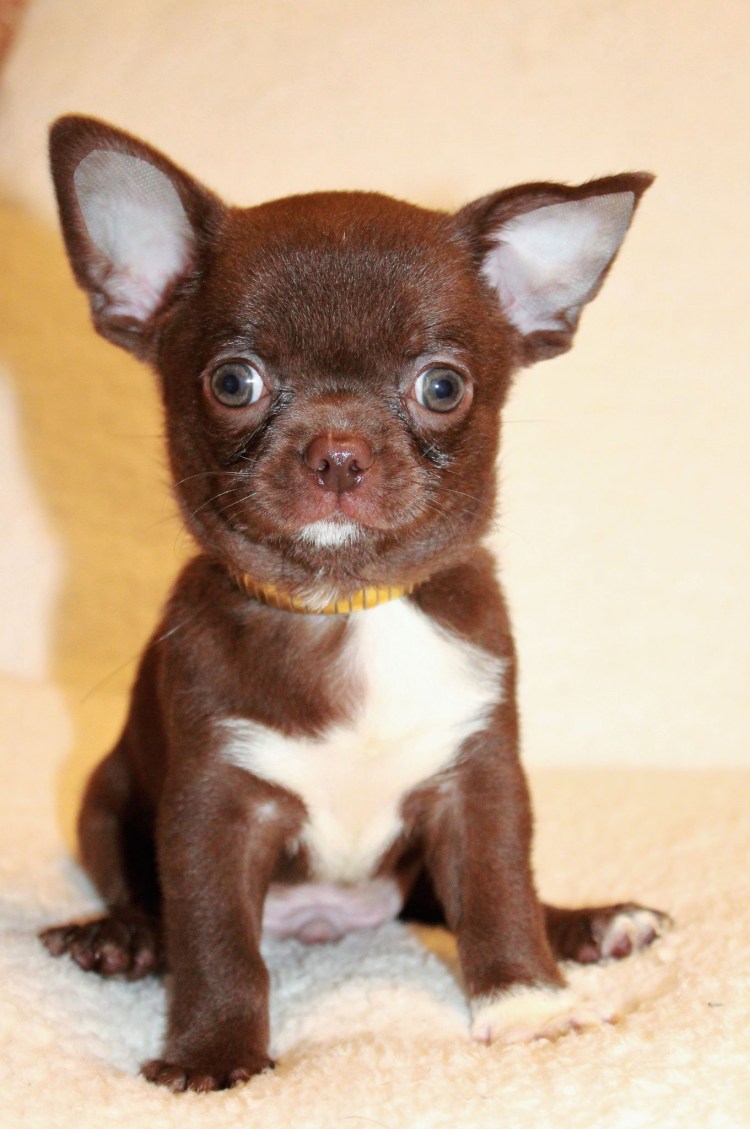 Чихуахуа шоколадно подпалый гладкошёрстный