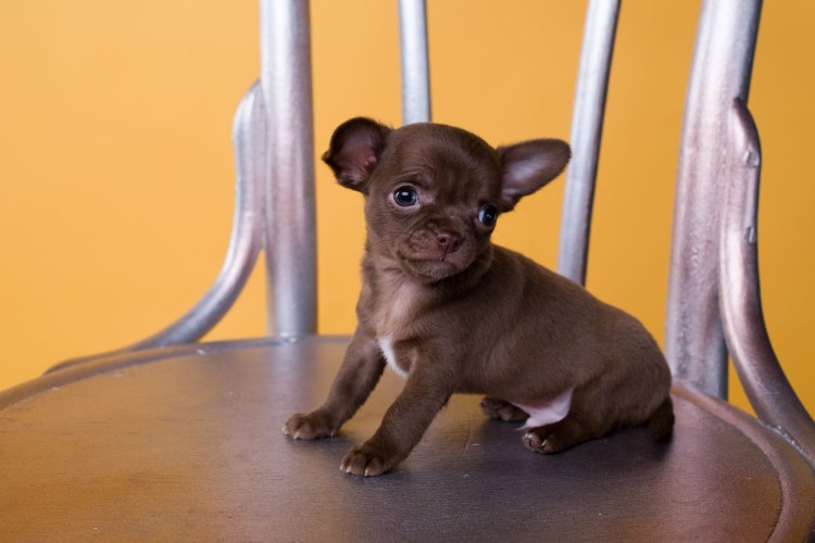 Шоколадно соболиный чихуахуа