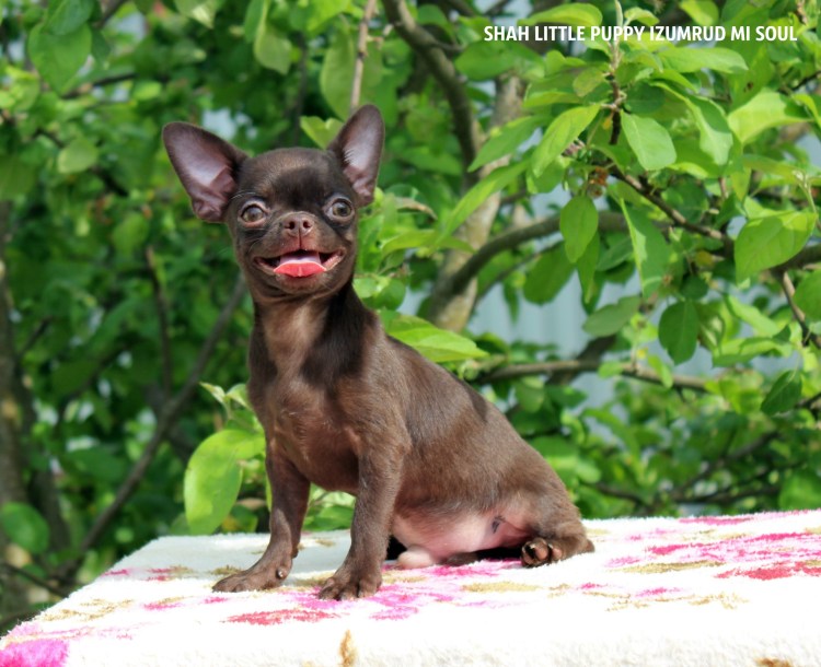 Чихуахуа длинношерстные шоколадные