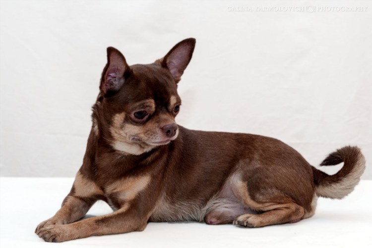 Чихуахуа шоколадно подпалый гладкошёрстный