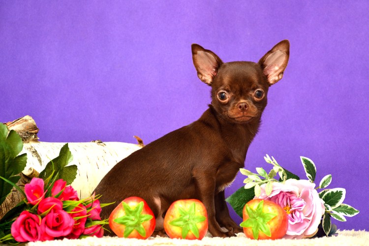 Мини чихуахуа гладкошерстные шоколад