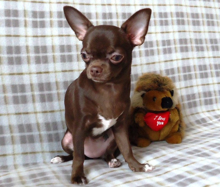 Чихуахуа шоколадно подпалый гладкошёрстный