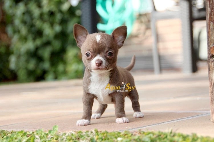 Шоколадно соболиный окрас чихуахуа