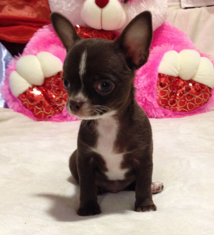 Чихуахуа шоколадный гладкошерстный