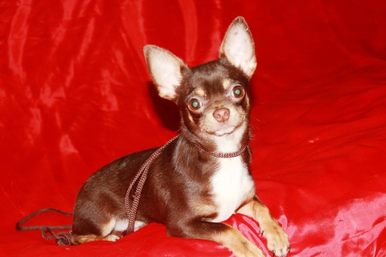 Чихуахуа стандарт шоколадный