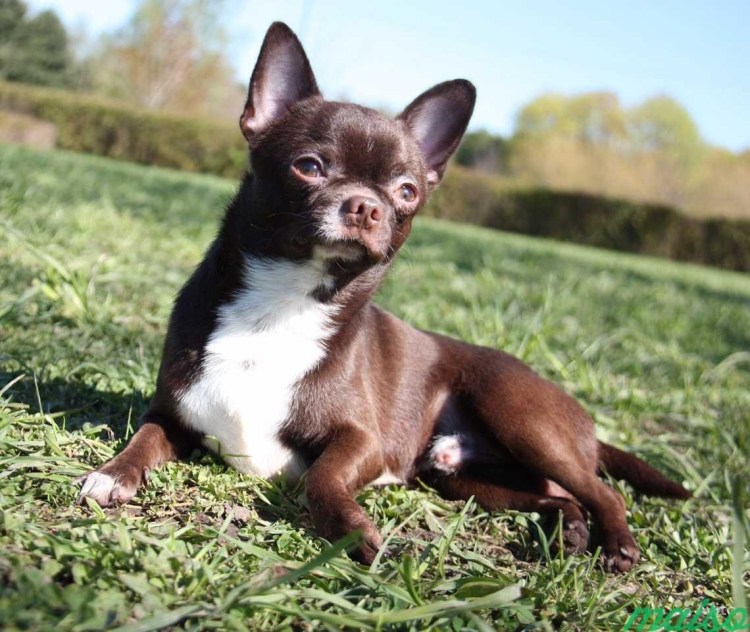 Чихуахуа шоколадный гладкошерстный