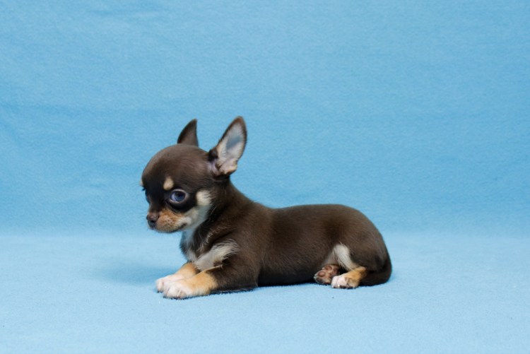 Чихуахуа Пуппи шоколадный