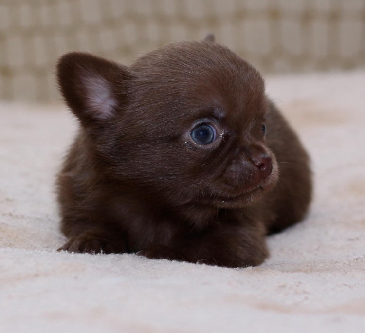 Чихуахуа шоколадный