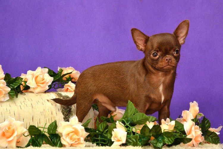 Шоколадный чихуахуа короткошерстный